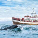 Husavik: Whale Watching on a Carbon Neutral Oak Boat - Meeting Point at Hafnarstétt in Husavík