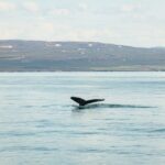 Húsavík: Whale Watching Tour with Guide - Encountering Whales, Dolphins, and Sea Birds in Skjálfandi Bay