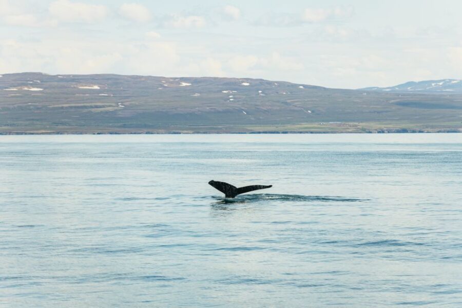 Húsavík: Whale Watching Tour with Guide - Encountering Whales, Dolphins, and Sea Birds in Skjálfandi Bay