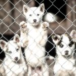 Husky cuddle at Fjälläventyr Dog Park - admission ticket - What to Expect During the 2-Hour Visit