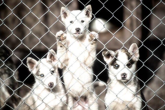 Husky cuddle at Fjälläventyr Dog Park - admission ticket - What to Expect During the 2-Hour Visit