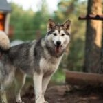 Husky hike followed by a campfire near Skellefteå - Introduction to Sled Dogs and Malamutes at Arctic Hearts