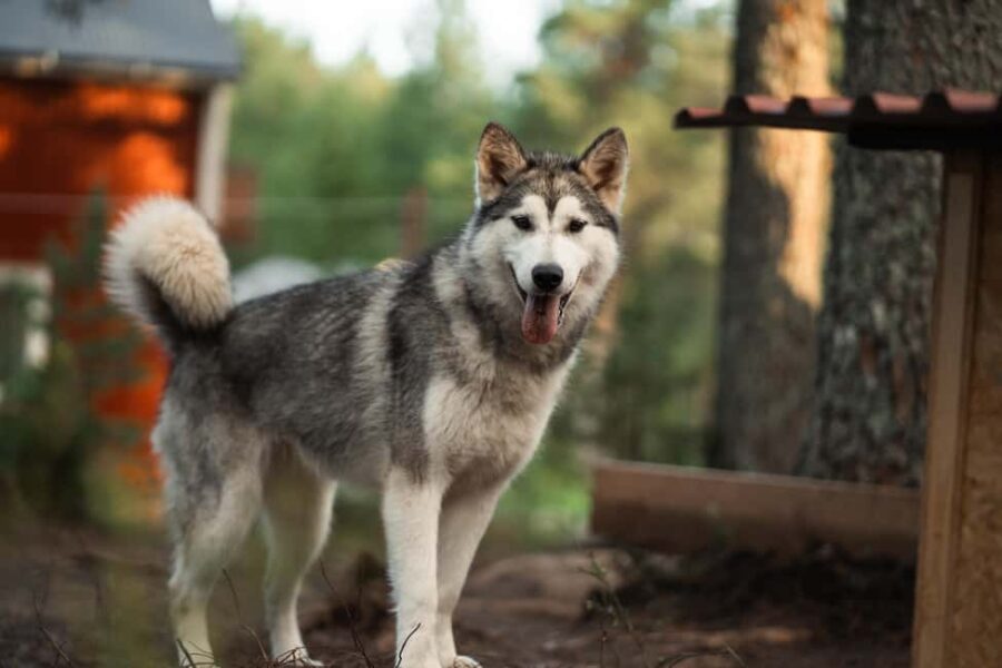 Husky hike followed by a campfire near Skellefteå - Introduction to Sled Dogs and Malamutes at Arctic Hearts
