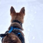 Husky Hike, Snowshoe hike with huskies - Key Points