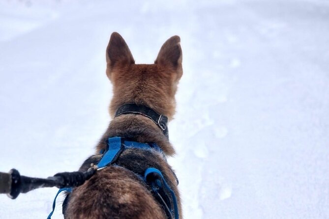 Husky Hike, Snowshoe hike with huskies - Key Points