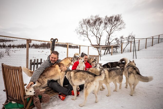 Husky Petting, in Akureyri - What the Husky Meet-and-Greet Looks Like