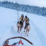 Husky Ride, Snowmobile, Trip to Ranua and Northern Lights - Snowmobile Ride Through Lapland’s Arctic Scenery