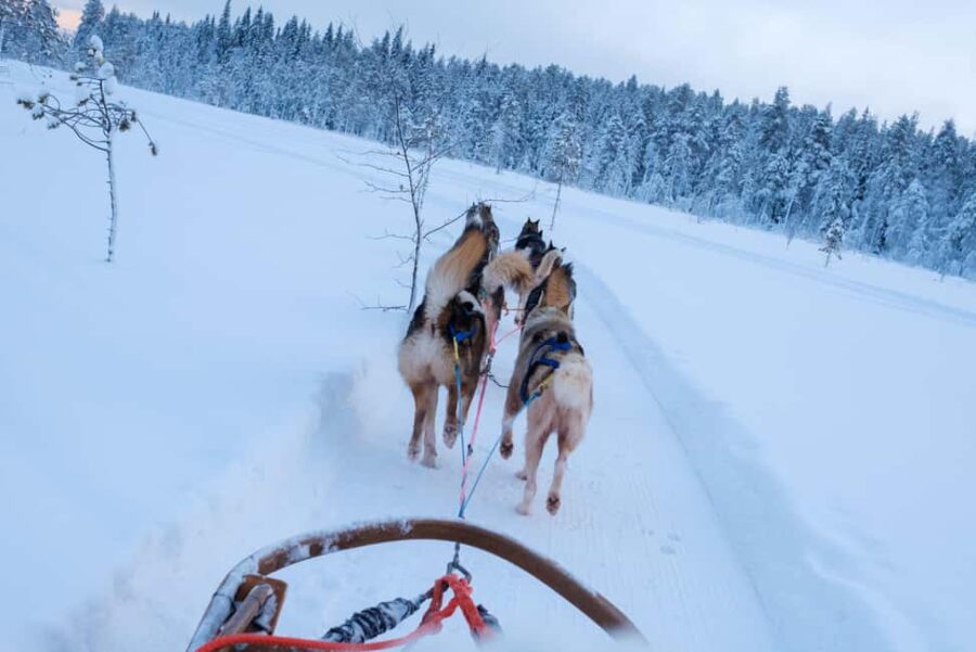 Husky Ride, Snowmobile, Trip to Ranua and Northern Lights - Snowmobile Ride Through Lapland’s Arctic Scenery