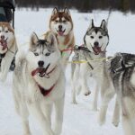 Husky Sledding Ride in Levi - The Route and Sled Ride Experience