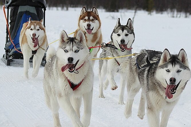 Husky Sledding Ride in Levi - The Route and Sled Ride Experience