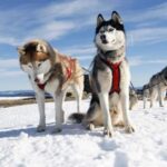 Husky Soul Journey: From Farm Life to Sledding Adventure - Visiting a Traditional Husky Farm in Lapland