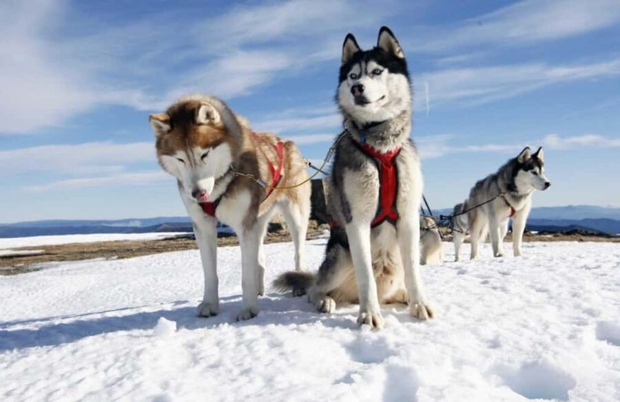 Husky Soul Journey: From Farm Life to Sledding Adventure - Visiting a Traditional Husky Farm in Lapland