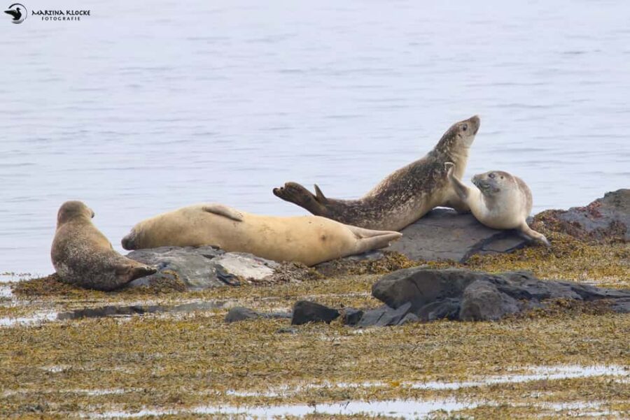 Hvammstangi: Icelandic Seal Center Museum Entry Ticket - Visiting Hvammstangi’s Seal Center: What to Know