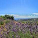 Hvar: Island tour with Wine and Olive Oil Tasting - Exploring the Picturesque Village of Velo Grablje