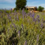 Hvar: Lavender Fields, Honey, and Local Product Tasting - Discovering Hvar’s Villages and Landscapes