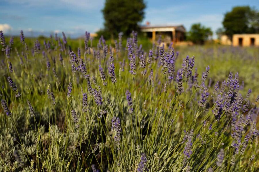 Hvar: Lavender Fields, Honey, and Local Product Tasting - Discovering Hvar’s Villages and Landscapes