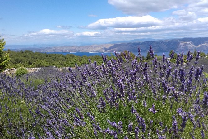Hvar Lavender Tour - Scenic Views and Lavender Fields Along the Hike