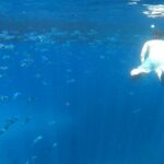 Ibiza Catamaran Cruise Es Vedrà Morning or Sunset - The Departure Point and Meeting Location in San Antonio