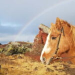Iceland: Volcanic Landscape Horse Riding Tour - The Scenic Starting Point in the Capital Region