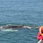 Icelandic Horse Riding and Whale Watching Cruise from Reykjavík - The Experience of Riding Icelandic Horses