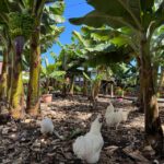 Icod de los Vinos: Casa del Plátano Entry Ticket - The Historic Casa del Plátano Building in Icod de los Vinos