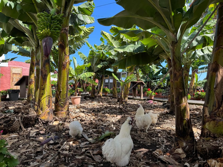 Icod de los Vinos: Casa del Plátano Entry Ticket - The Historic Casa del Plátano Building in Icod de los Vinos