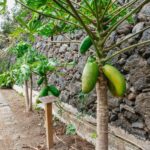 Icod de los Vinos: Dragon Tree & Botanical Garden Ticket - Exploring the 3-Hectare Botanical Garden