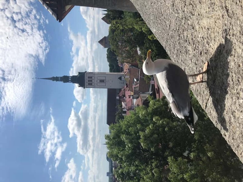 Iconic Old town Tallinn - The Tour Starts at Eesti Posti Raekoja plats kirjakast