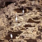 Ilhéu de Vila Franca: Inside Guided Natural Reserve Geo Tour - The Scenic Boat Ride to the Islet of Vila Franca do Campo