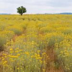 Immortelle Farm Tour with Donkeys and Distillery - Immortelle Distillation and Its Importance