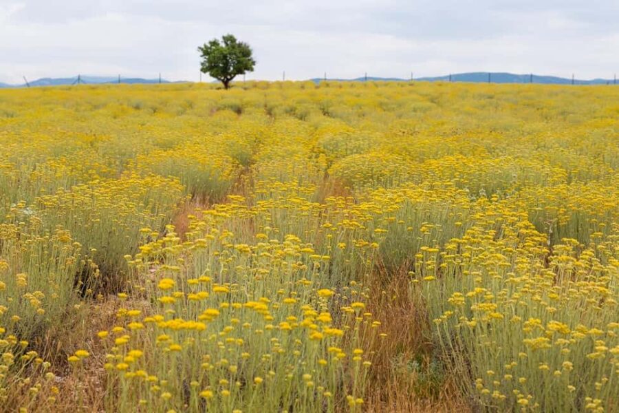 Immortelle Farm Tour with Donkeys and Distillery - Immortelle Distillation and Its Importance