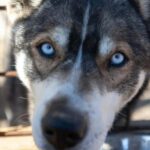 Inari: Husky Farm Visit - The Journey to the Husky Farm in Inari