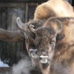 Innsbruck: Alpenzoo Entrance Ticket - Exploring Alpine Habitats and Animal Species