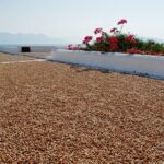 Insightful Pistachio Orchard and Factory Tour - Tasting Local & Homemade Pistachio Snacks