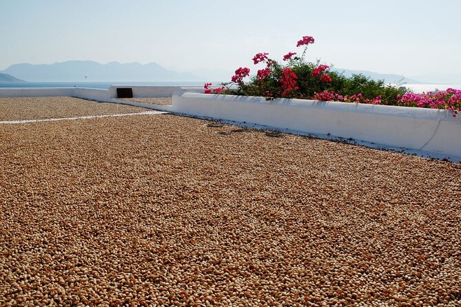 Insightful Pistachio Orchard and Factory Tour - Tasting Local & Homemade Pistachio Snacks