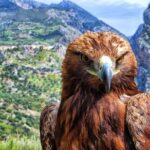 Interactive Educational Course on Birds of Prey - Close Encounters with Majestic Birds