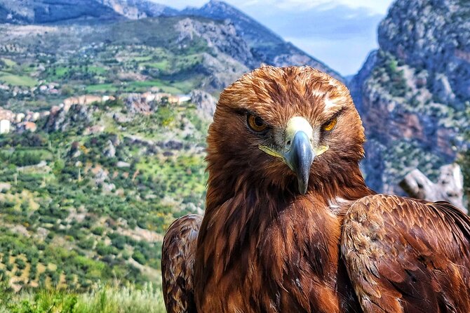 Interactive Educational Course on Birds of Prey - Close Encounters with Majestic Birds