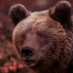 International Environmental Centre of ARCTUROS Tour - Discover the Conservation Areas of ARCTUROS