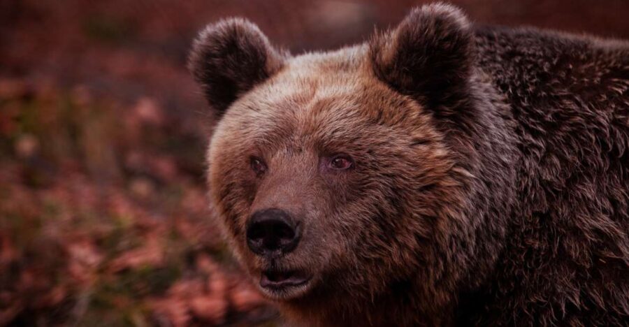 International Environmental Centre of ARCTUROS Tour - Discover the Conservation Areas of ARCTUROS