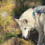 Into the Woods... - Private Tour - From the Enclosures to the Forest: The Walk into the Woods