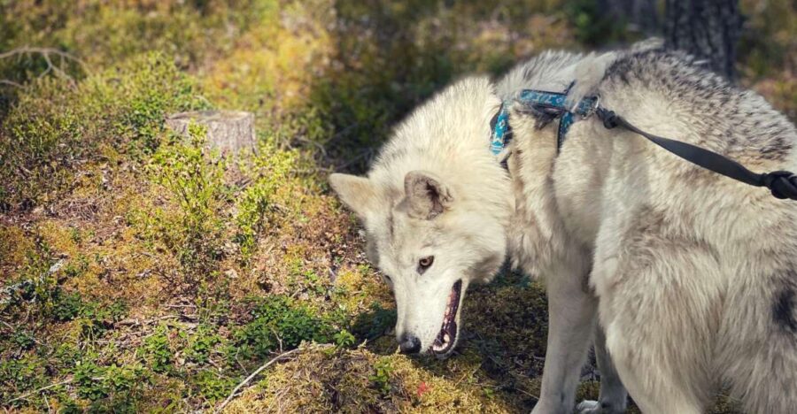 Into the Woods... - Private Tour - From the Enclosures to the Forest: The Walk into the Woods