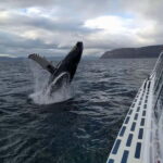 Ísafjörður: Westfjords Whale Watching Boat Tour - From Ísafjörður to the Glistening Fjords