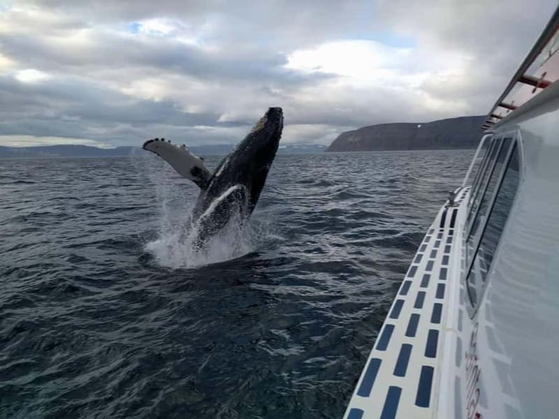 Ísafjörður: Westfjords Whale Watching Boat Tour - From Ísafjörður to the Glistening Fjords