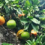 Isola Bella Fishermen's Island Private Tour with Micaela - Visiting Isola Bella: The Iconic "Beautiful Island"