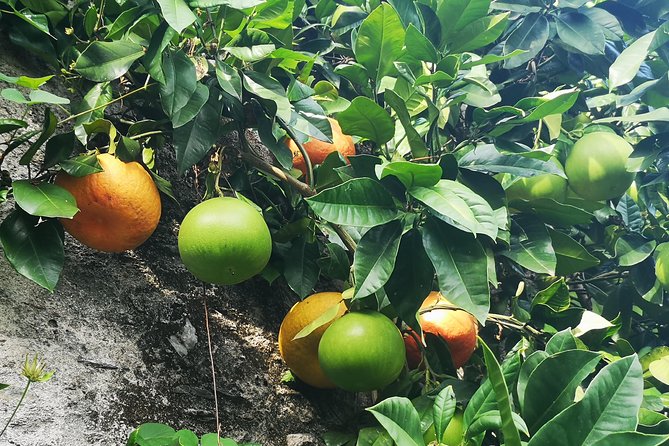 Isola Bella Fishermen's Island Private Tour with Micaela - Visiting Isola Bella: The Iconic "Beautiful Island"