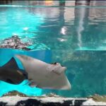 Istanbul Aquarium and Aqua Florya Independent Shopping Trip - Istanbul Aquarium’s Marine Exhibits and Thematic Zones