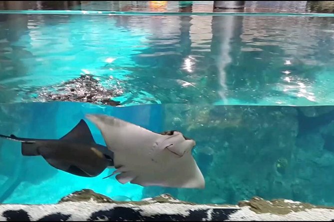 Istanbul Aquarium and Aqua Florya Independent Shopping Trip - Istanbul Aquarium’s Marine Exhibits and Thematic Zones