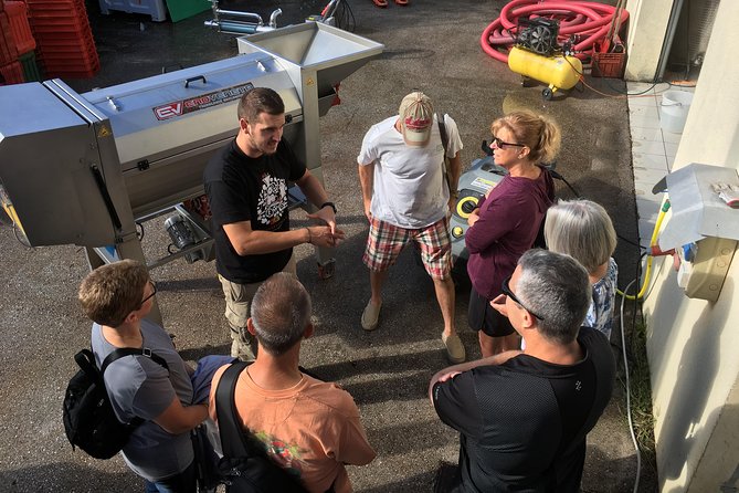 Istrian tapestry - gourmet tour combining wine, truffles and olive oil - Exploring Motovun and Its Stunning Views