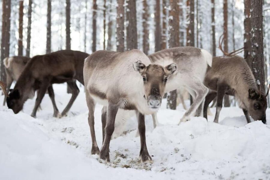 Ivalo: Reindeer Visit  Meet & Feed Reindeer - Meeting at the Reindeer Fence Near Ivalo Airport