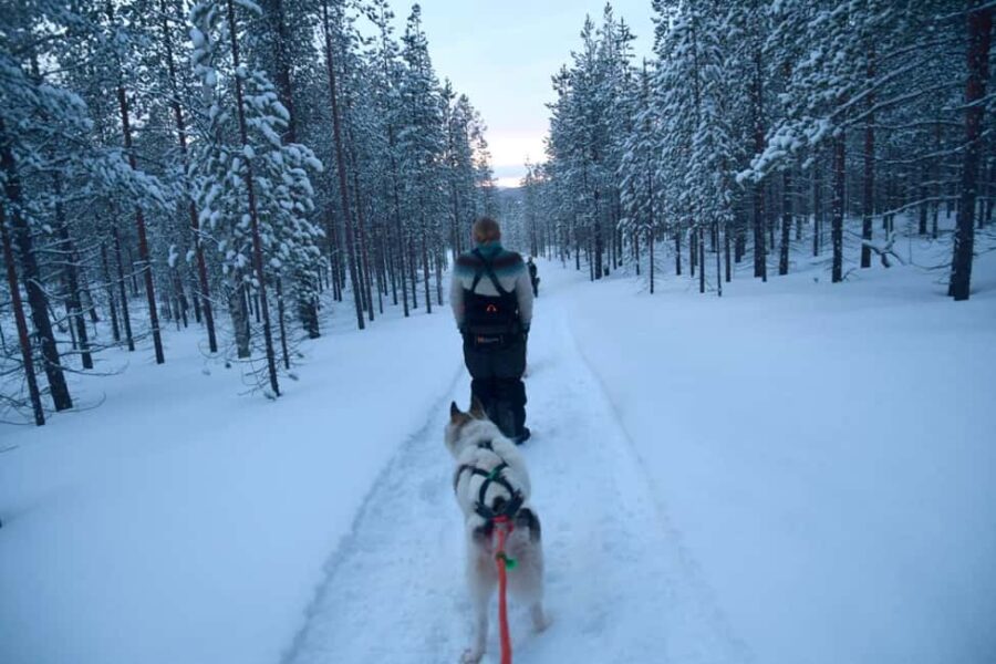 Ivalo - Saariselkä: Husky Walk in the Wilderness - The Cozy Atmosphere at the Lappish Hut and Yard